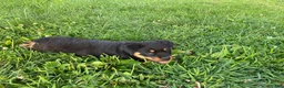 Rottweiler dogs for sale: Rottweiler 1 - Ad 2