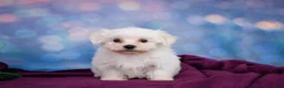 Maltese dogs for sale: Cash - Ad 13