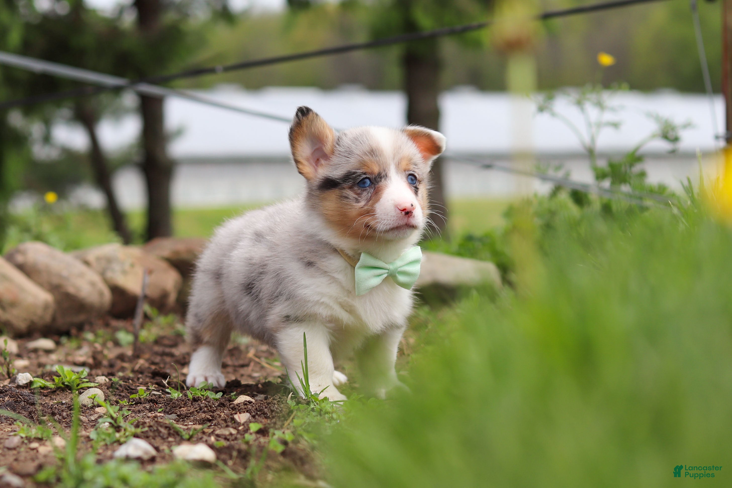 Welsh Corgi Pembroke dogs Frankie - Ad 2