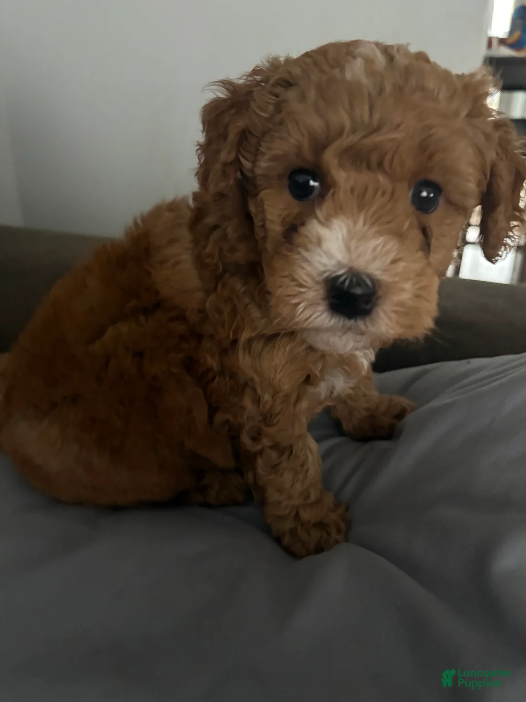 Goldendoodle dogs for sale: Goldendoodle Puppy 1 - Ad 4