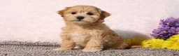 Maltipoo dogs for sale: Lilly - Ad 6
