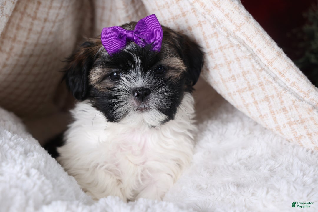 Shih Tzu dogs for sale: Rosie - Ad 19