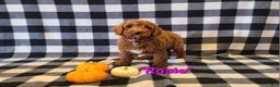 Cockapoo dogs for sale: Rosie - Ad 4