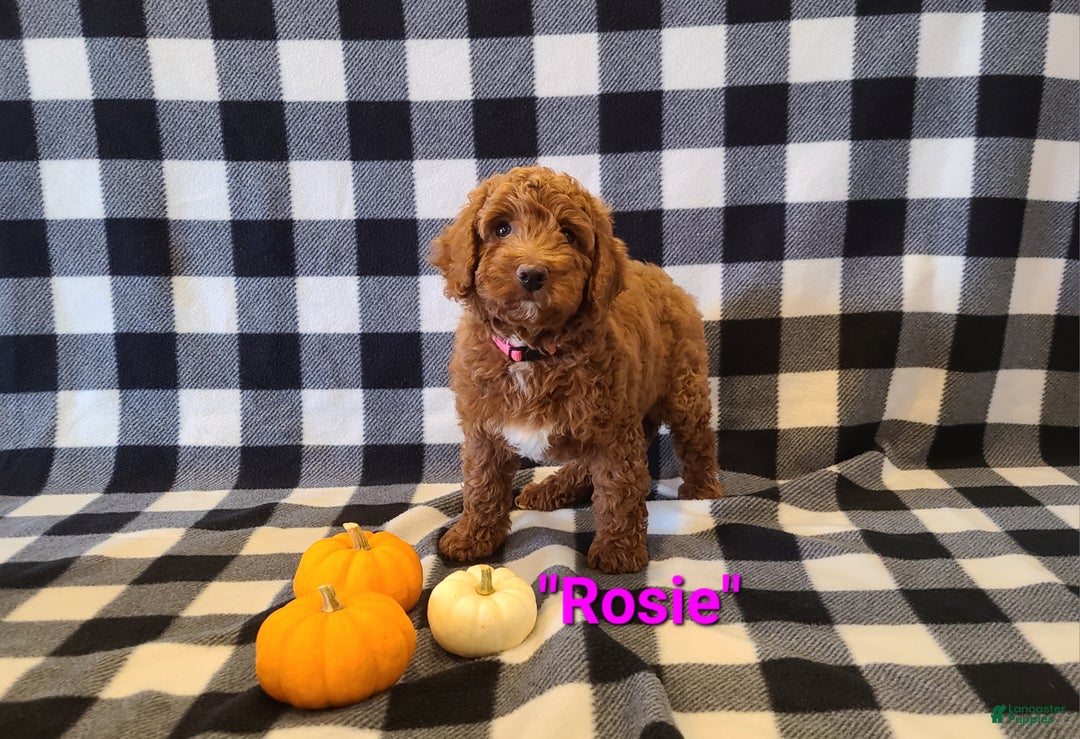 Cockapoo dogs for sale: Rosie - Ad 4
