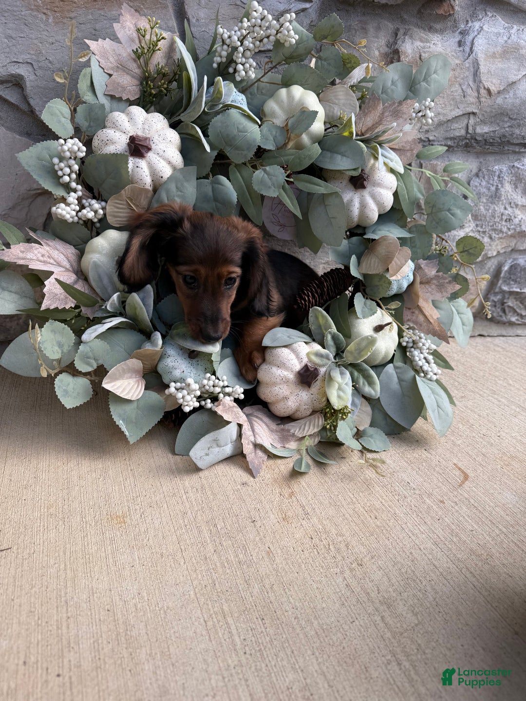Miniature Dachshund dogs for sale: Miniature Dachshund Puppy 3 - Ad 1