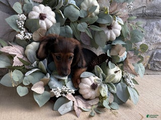 Miniature Dachshund dogs Miniature Dachshund Puppy 3 - Ad 16