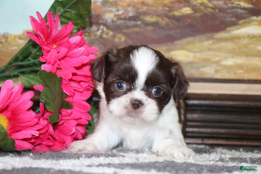 Shih Tzu dogs for sale: Leo - Ad 4