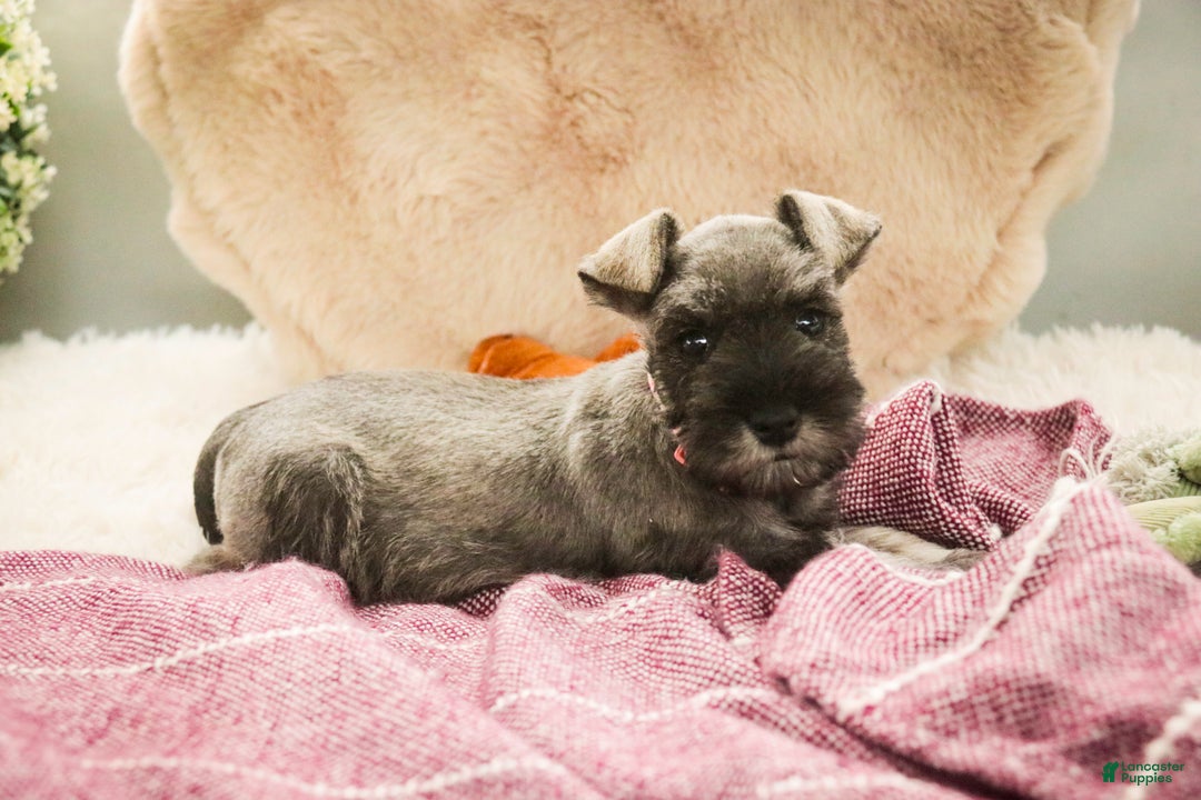 Miniature Schnauzer dogs for sale: Millie - Ad 6