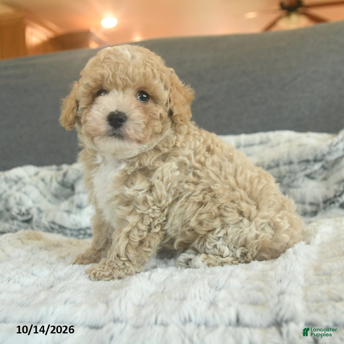 Toy Poodle dogs Yacklynn - Ad 2