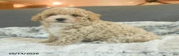Toy Poodle dogs for sale: Yacklynn - Ad 2