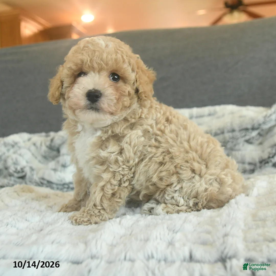 Toy Poodle dogs for sale: Yacklynn - Ad 2