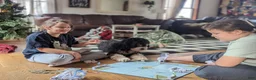 Mini Bernedoodle dogs for sale: Percy - Ad 5
