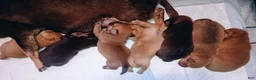 Chiweenie dogs for sale: Chiweenie 3 - Ad 4