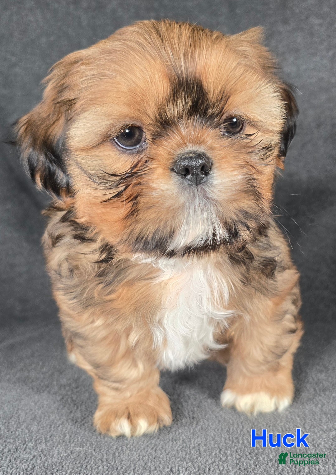 Shih Tzu dogs for sale: Huck - Ad 2