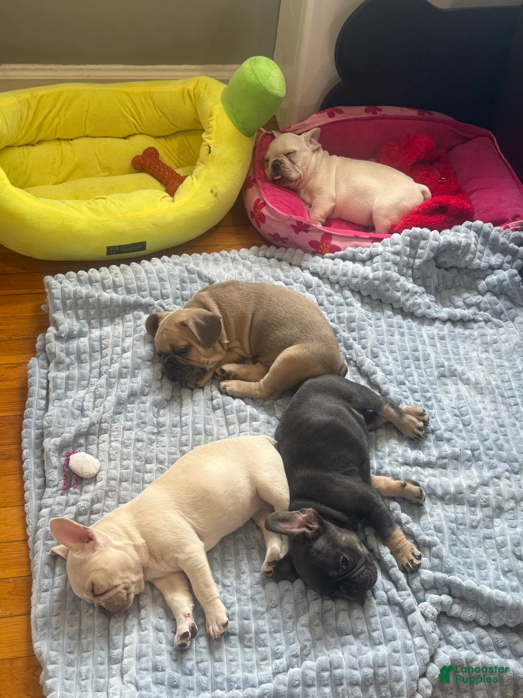 French Bulldog dogs for sale: French Bulldog 2 - Ad 4