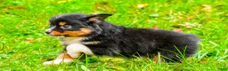 Miniature Australian Shepherd dogs for sale: Kylie - Ad 13