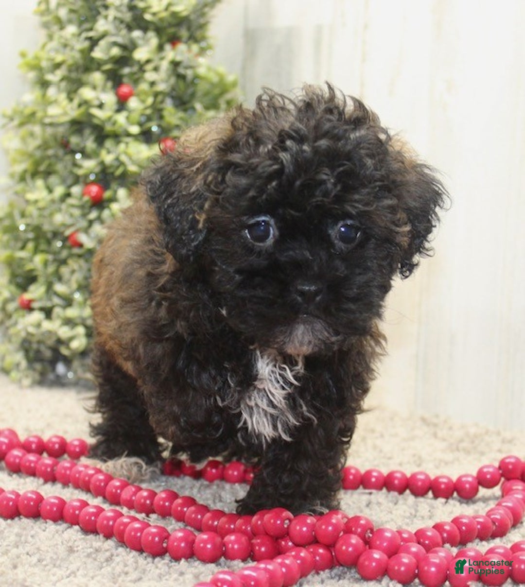 Shihpoo dogs for sale: Candy - Ad 5