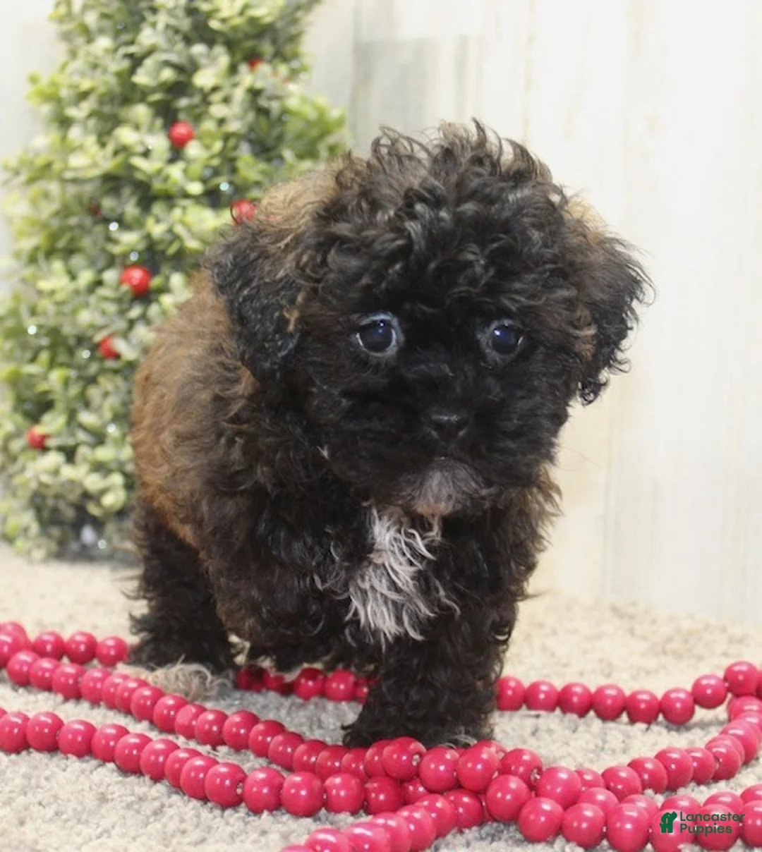 Shihpoo dogs for sale: Candy - Ad 5