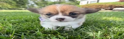 Welsh Corgi Pembroke dogs for sale: Idgie  - Ad 8