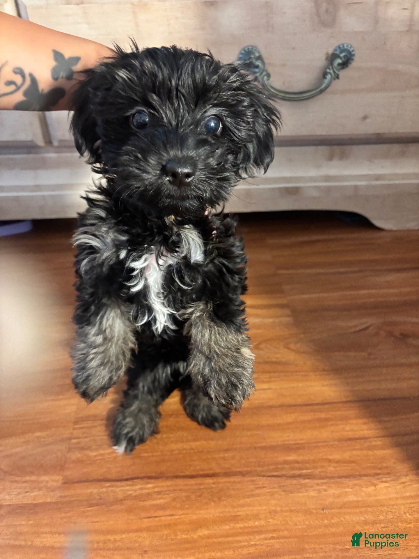 Maltipoo dogs for sale: Maltipoo 1 - Ad 8