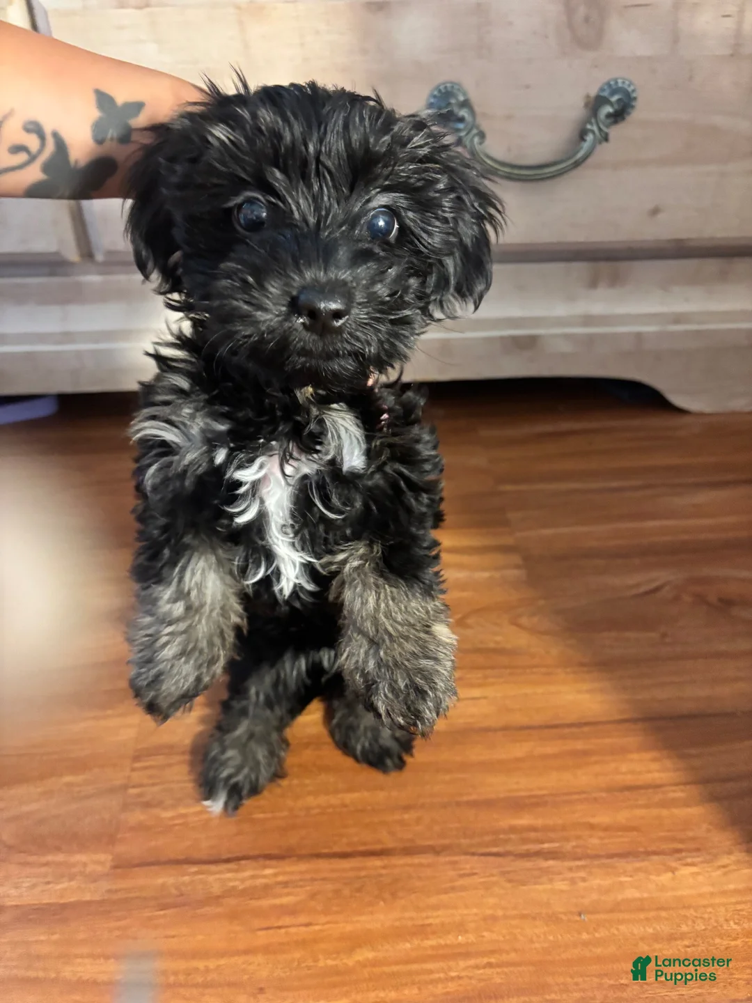 Maltipoo dogs for sale: Maltipoo 1 - Ad 1