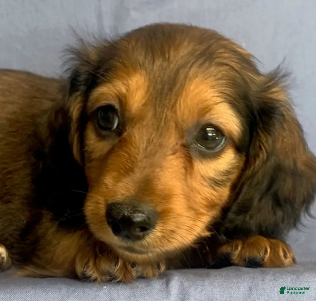 Miniature Dachshund dogs for sale: Charlie - Ad 11
