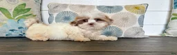 Shihpoo dogs for sale: Prince  - Ad 10