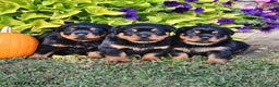 Rottweiler dogs for sale: Alice - Ad 6