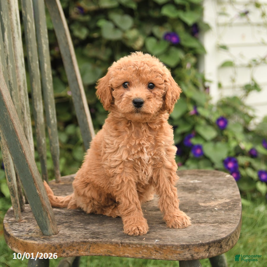 Mini Goldendoodle dogs Darcy - Ad 1