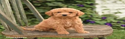 Mini Goldendoodle dogs for sale: Darcy - Ad 1