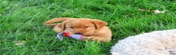 Labrador Retriever dogs for sale: Claudia - Ad 4