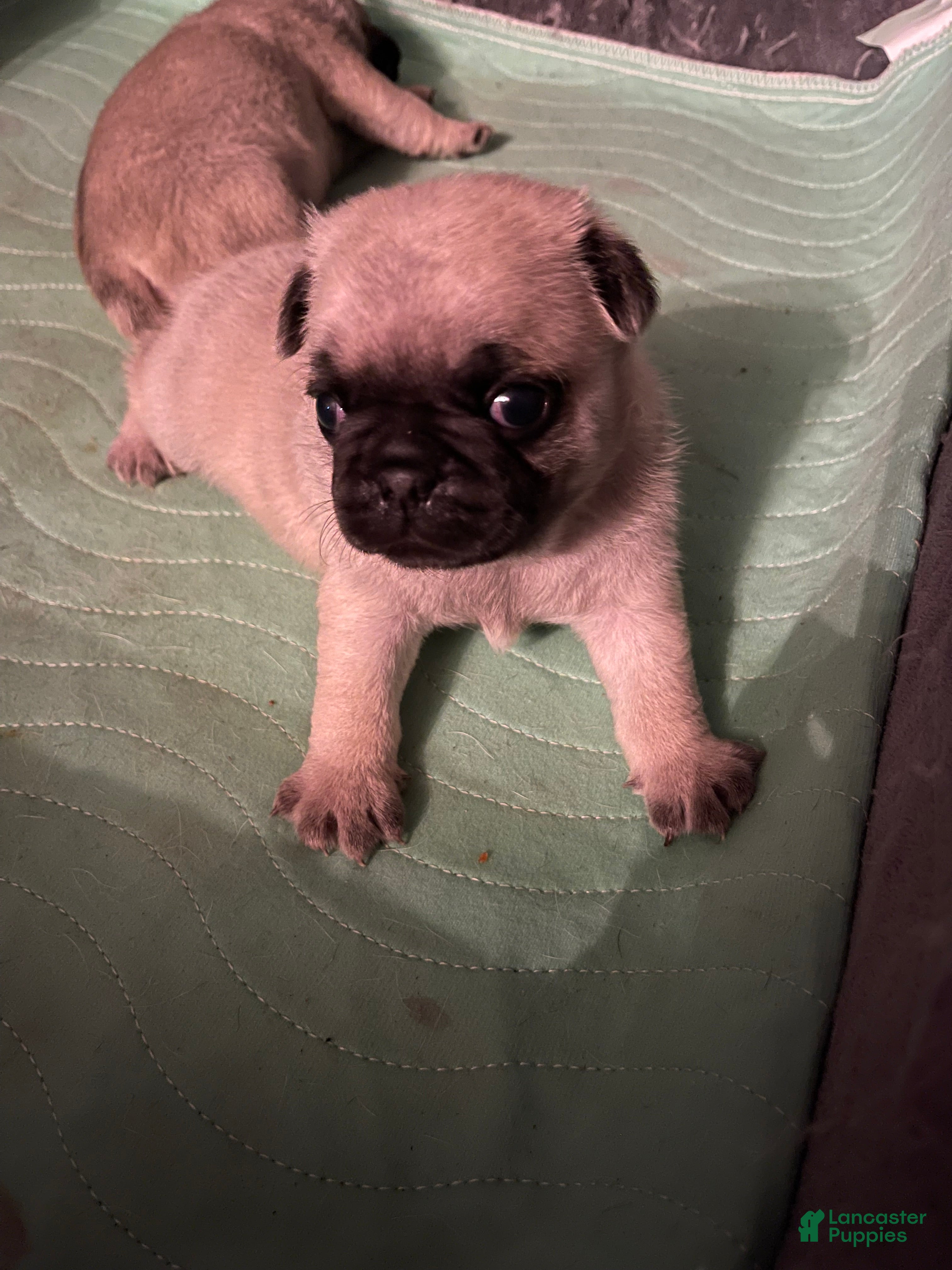 Pug dogs Pug Puppy 2 - Ad 1