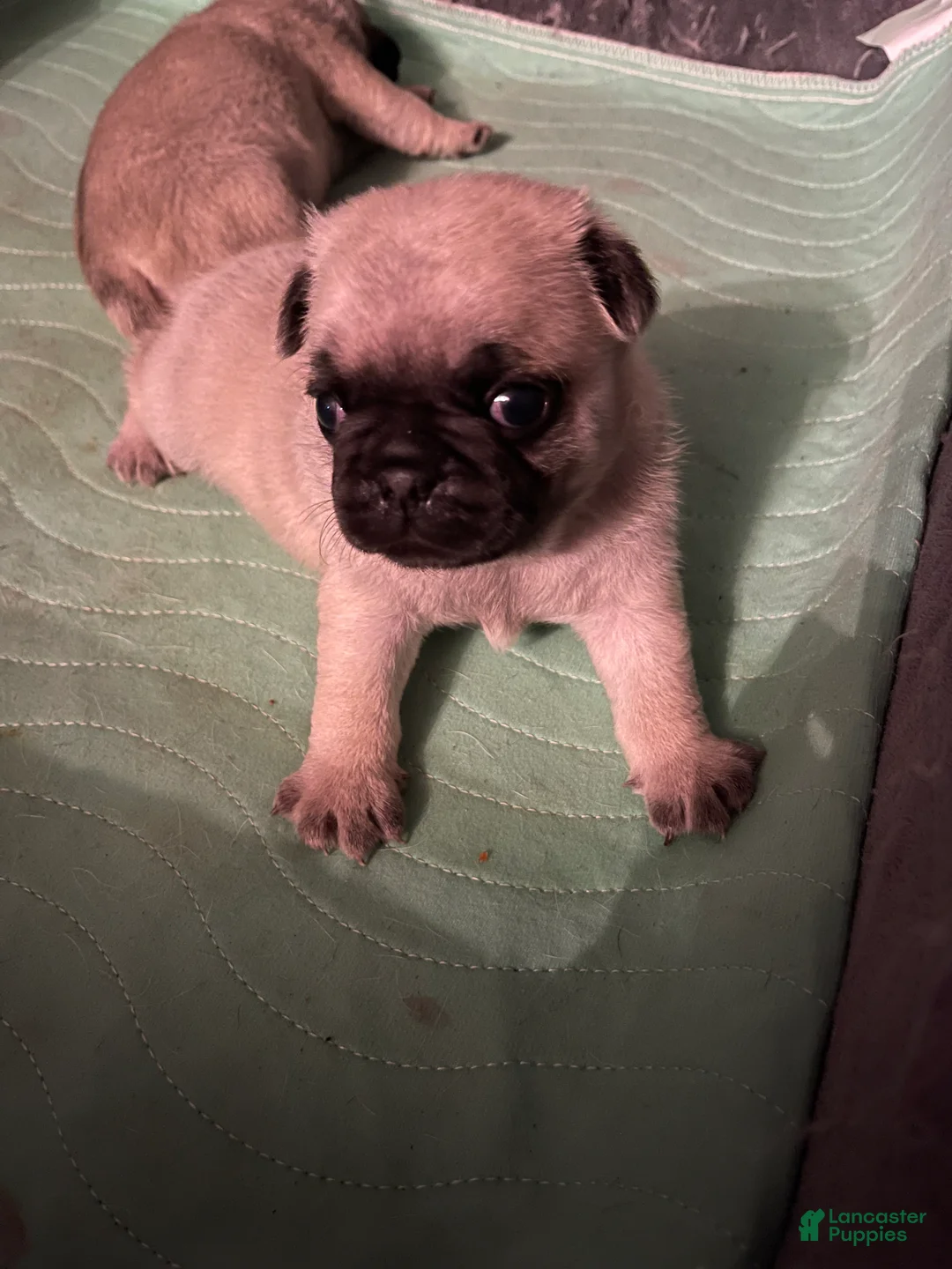 Pug dogs for sale: Pug Puppy 2 - Ad 1