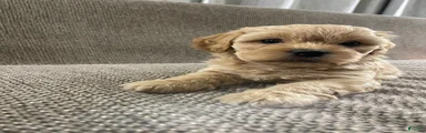 Mixed Breed 3