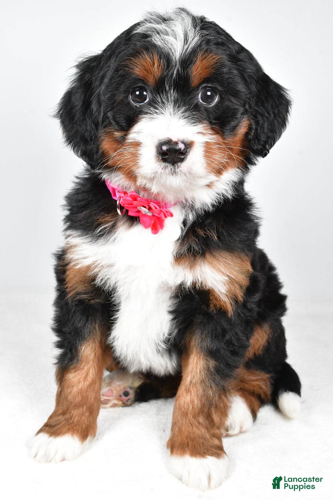Mini Bernedoodle dogs for sale: Annabell - Ad 7