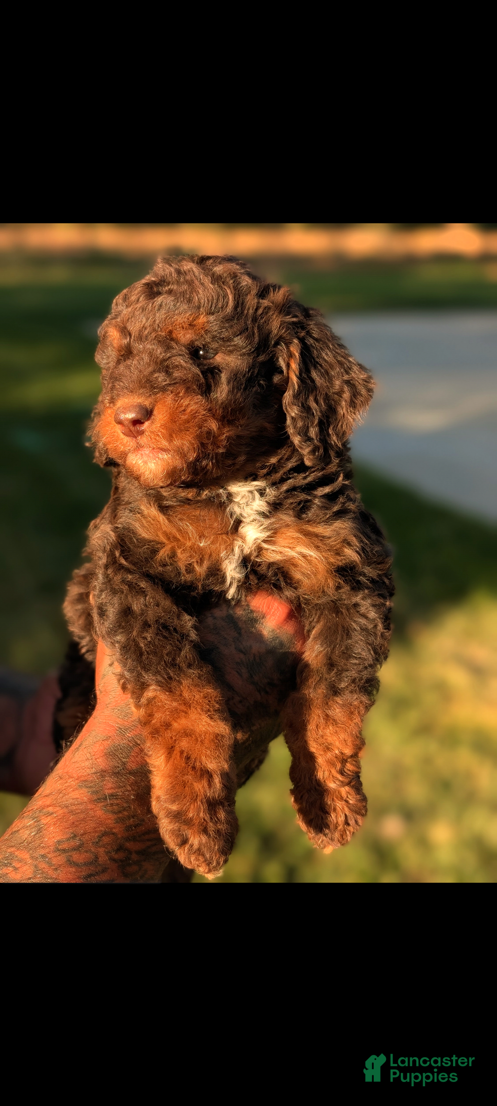 Mini Bernedoodle dogs DRACULA  - Ad 2