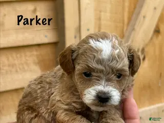 Toy Poodle dogs Parker - Ad 25