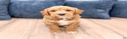 Mini Goldendoodle dogs for sale: Bear - Ad 3