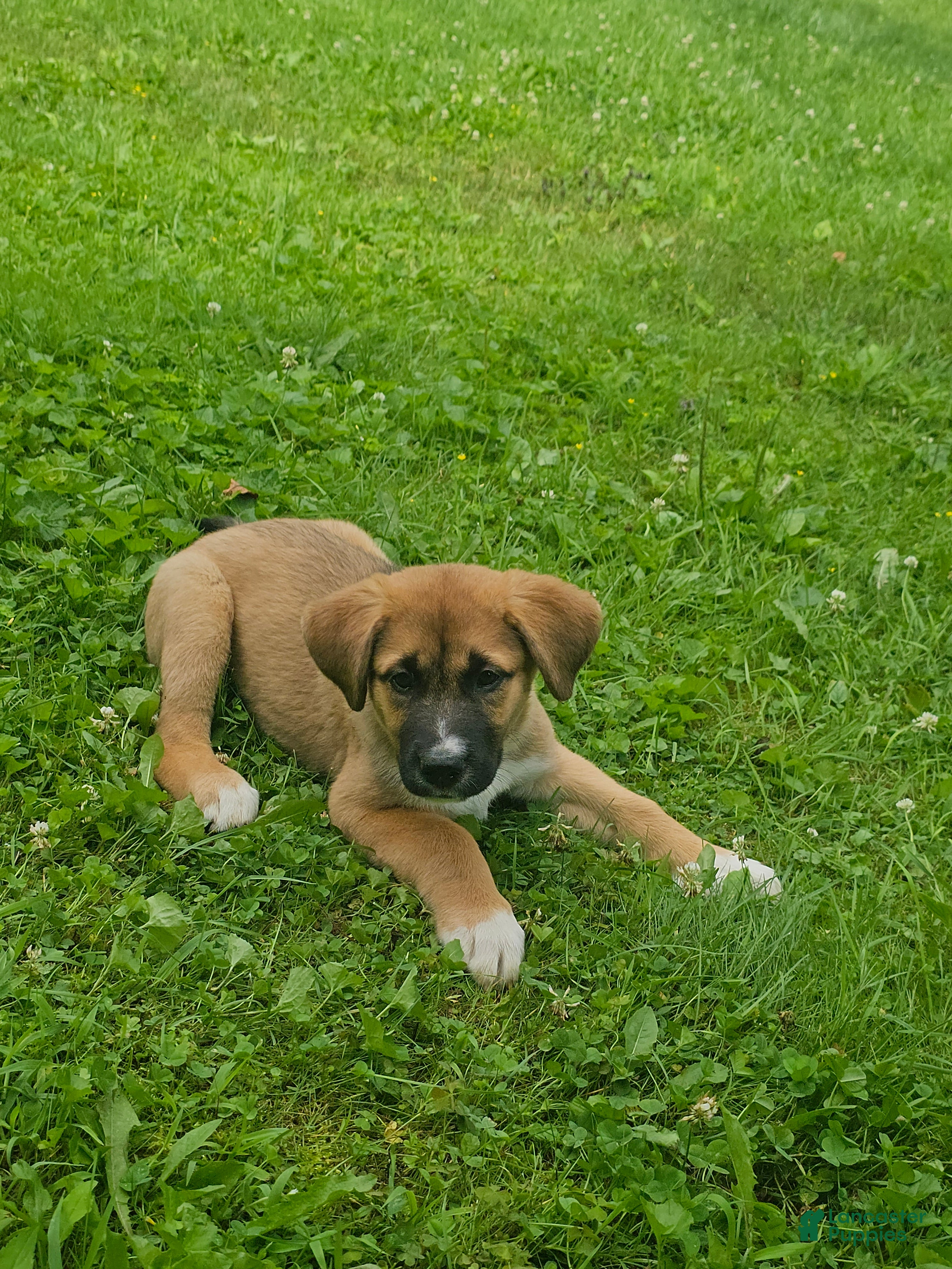 Mixed Breed dogs Daisy  - Ad 1