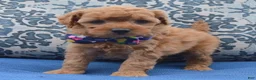 Mini Goldendoodle dogs for sale: Mini Greta - Ad 6