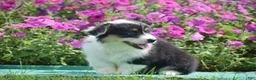 Welsh Corgi Pembroke dogs for sale: Jolene - Ad 6