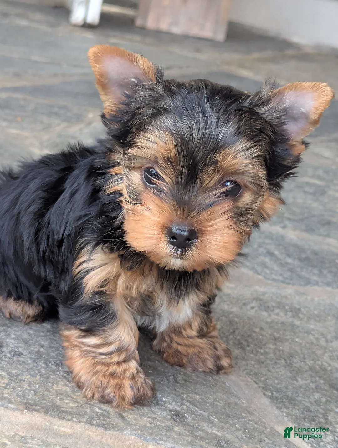 Yorkshire Terrier dogs for sale: Buddy - Ad 1
