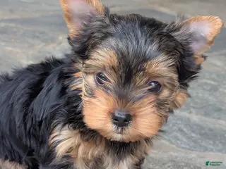Yorkshire Terrier dogs for sale: Buddy - Ad 2