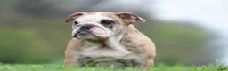 English Bulldog dogs for sale: Verushka - Ad 4