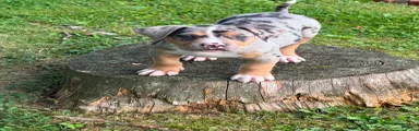 American Bully 1