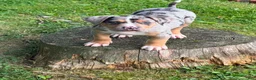 American Bully dogs for sale: American Bully 1 - Ad 1