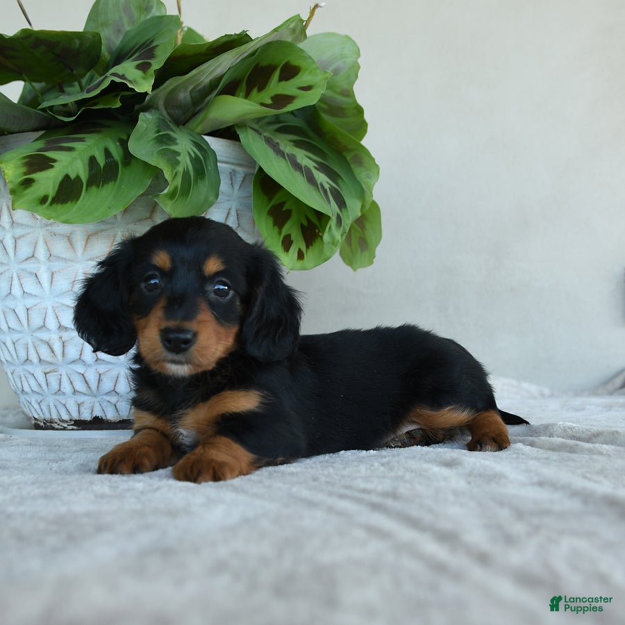 Dachshund dogs for sale: Lotty - Ad 3