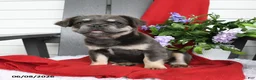 French Bulldog dogs for sale: Hetty - Ad 5