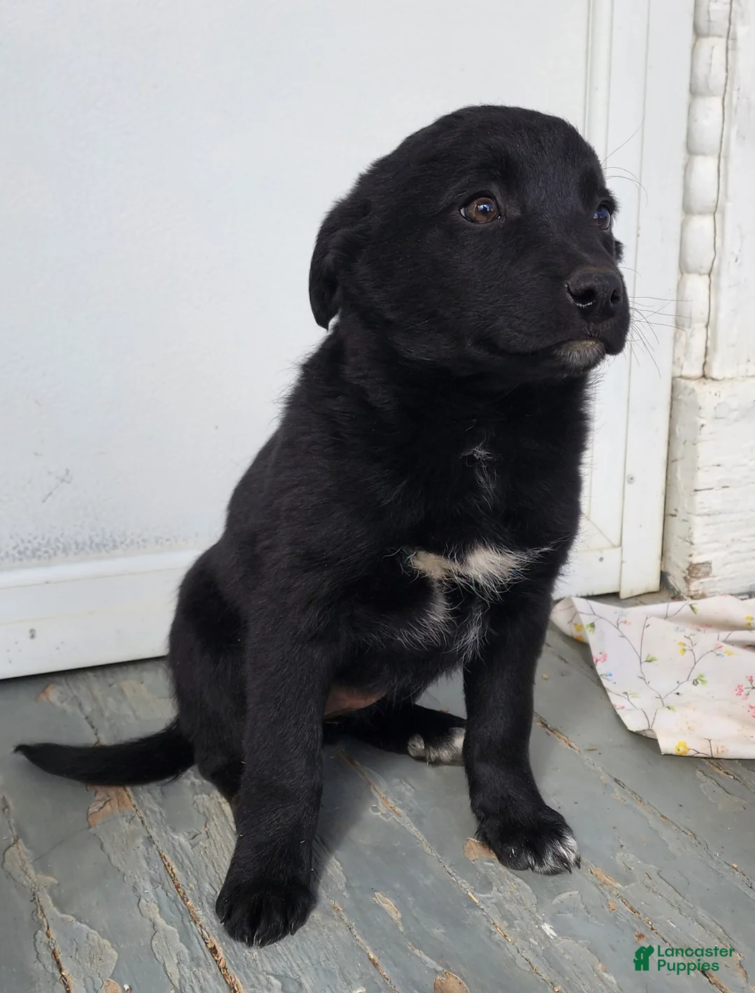 Mixed Breed dogs for sale: Mixed Breed Puppy 4 - Ad 4