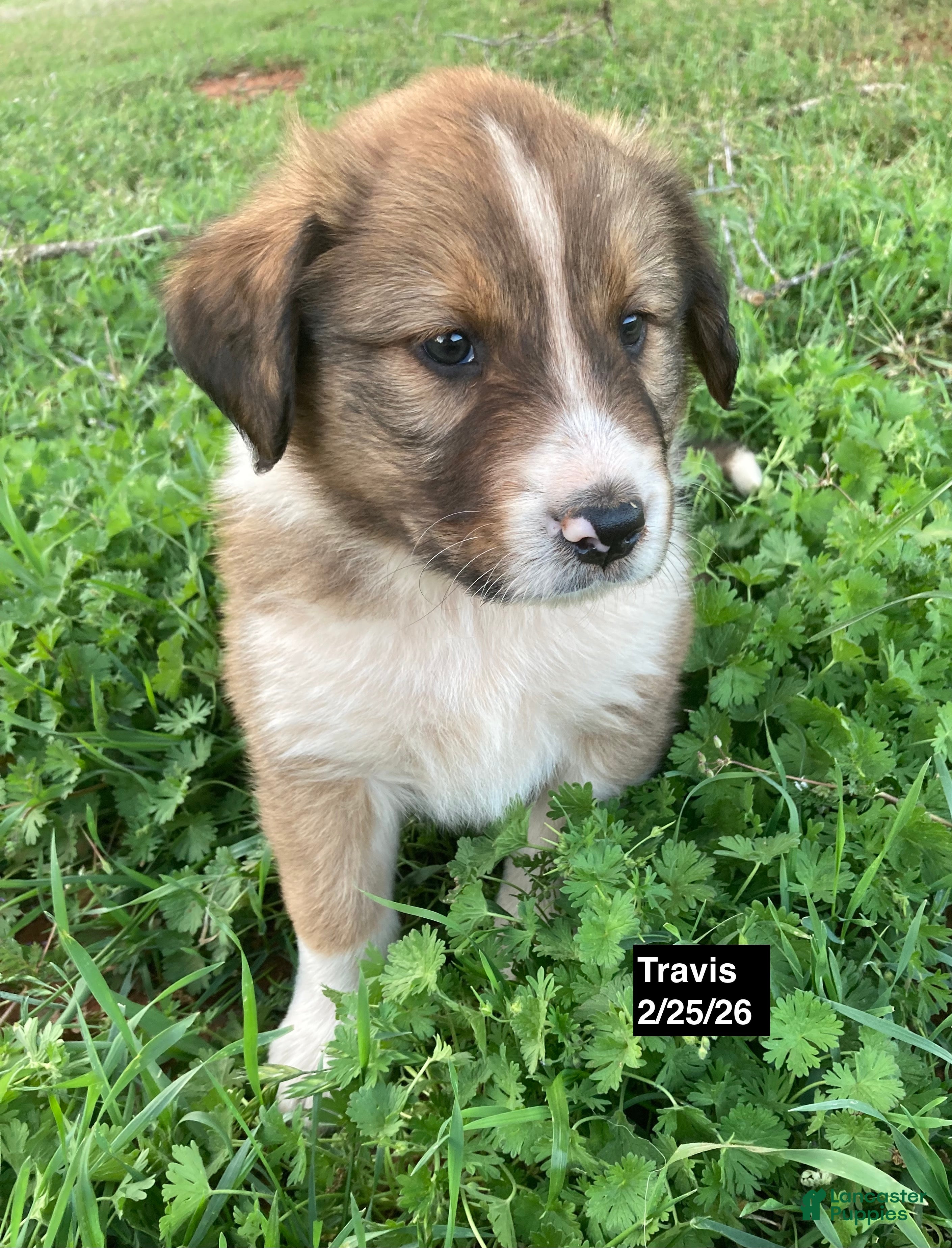 Collie dogs Travis - Ad 9